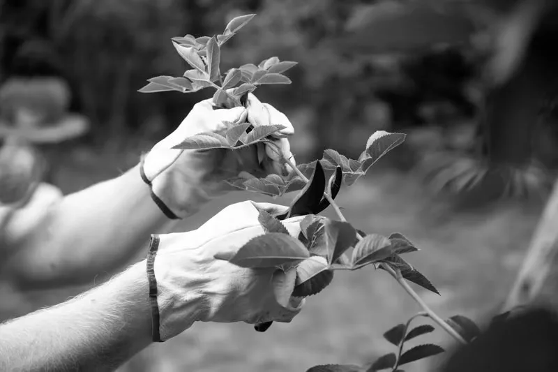 landscaper pruning greenery - About Celebration Gardens landscaper pruning greenery